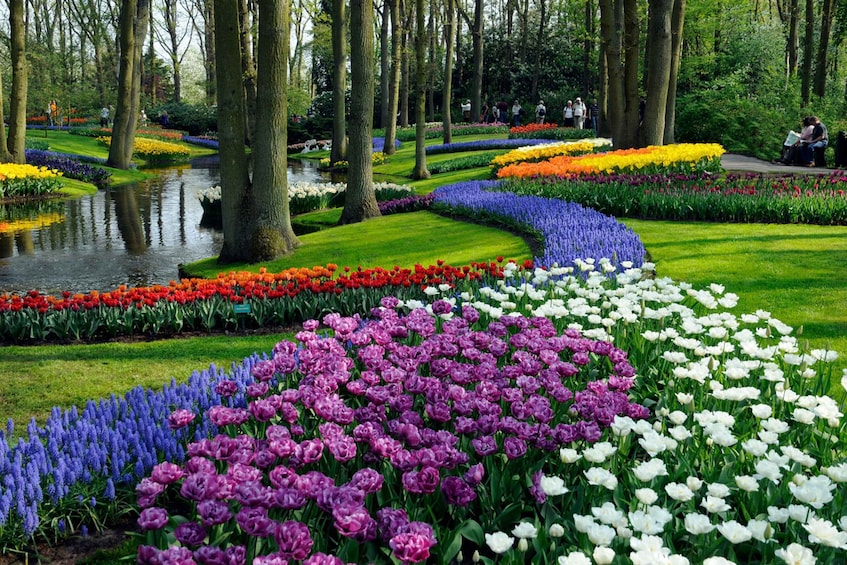 Picture 6 for Activity Amsterdam: Tour to Keukenhof Gardens with Windmill Cruise