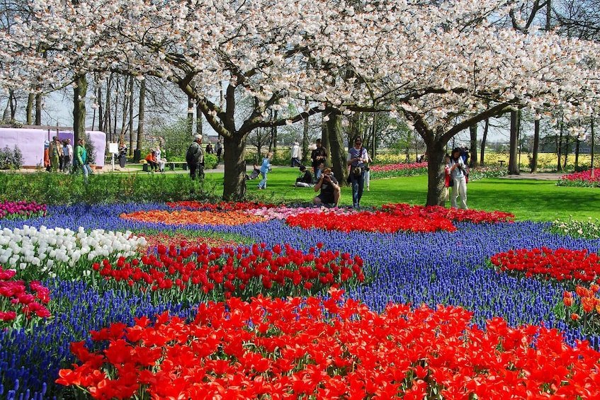 Picture 5 for Activity Amsterdam: Tour to Keukenhof Gardens with Windmill Cruise