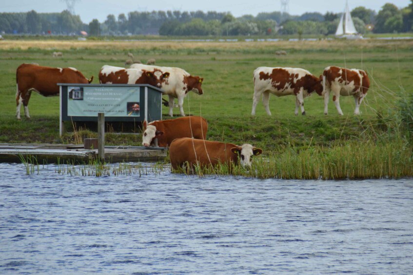 Picture 4 for Activity Amsterdam: Tour to Keukenhof Gardens with Windmill Cruise