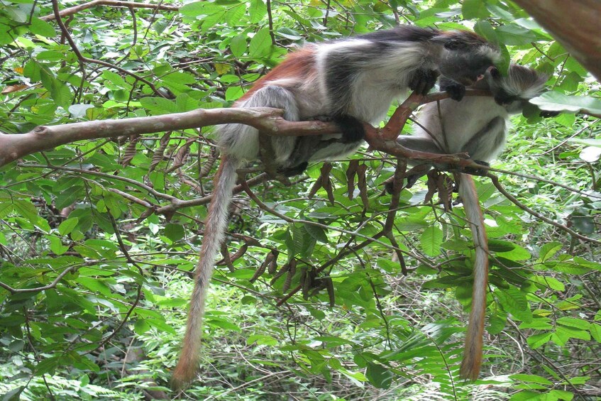 Picture 2 for Activity Stone Town: Private Jozani Chwaka Bay National Park Tour