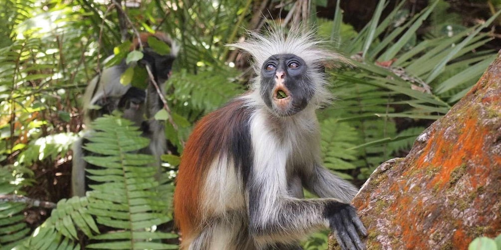 Picture 1 for Activity Stone Town: Private Jozani Chwaka Bay National Park Tour