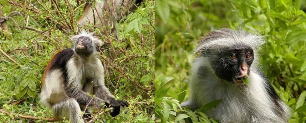 Stone Town: Private Jozani Chwaka Bay National Park Tour