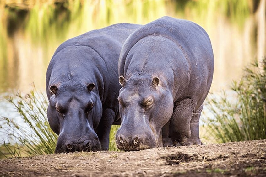 Picture 2 for Activity Botlierskop Private Game Reserve: 3.5-Hour Sunset Game Drive