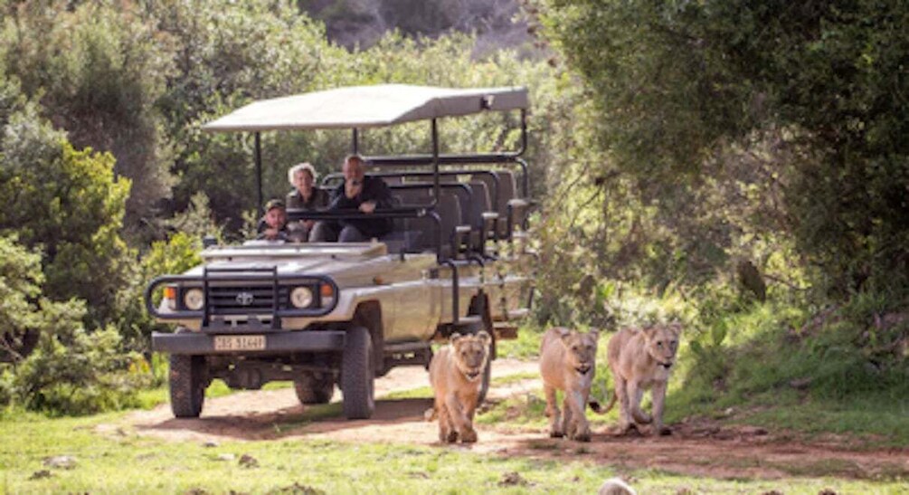 Picture 1 for Activity Botlierskop Private Game Reserve: 3.5-Hour Sunset Game Drive