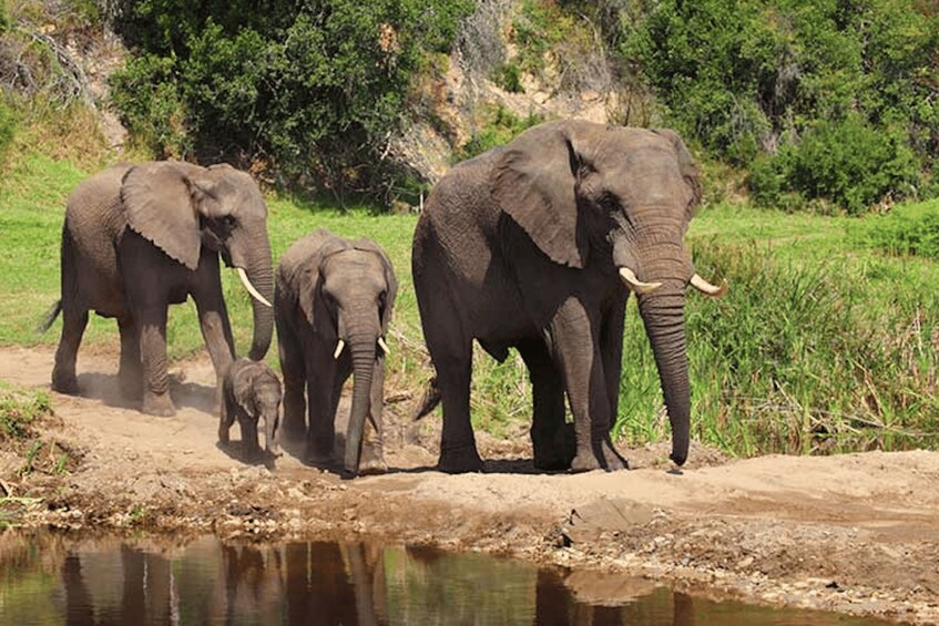 Picture 3 for Activity Botlierskop Private Game Reserve: 3.5-Hour Sunset Game Drive