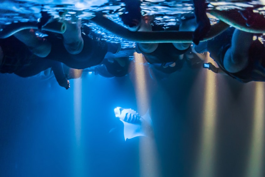 Scuba divers with headlamps look at small fish