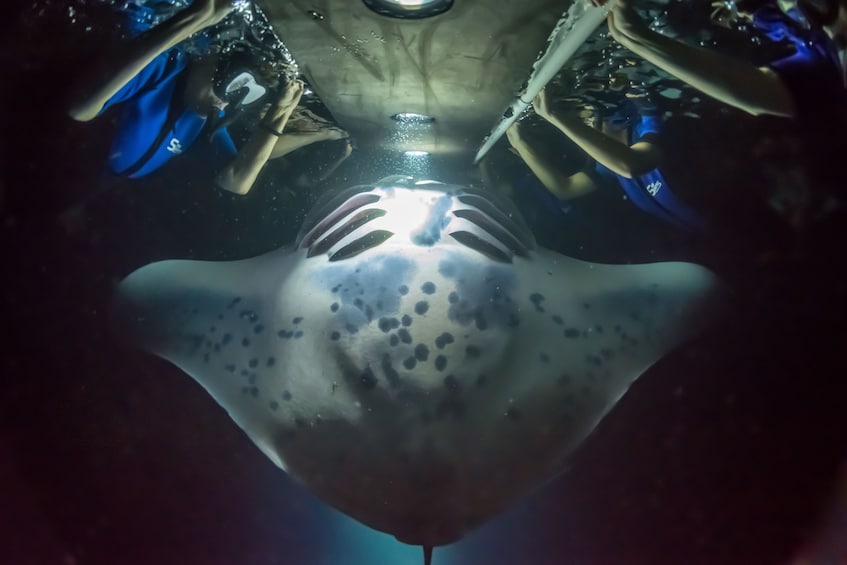 Scuba divers look at large manta ray up close