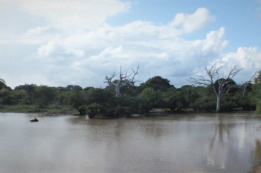 Yala-National Park