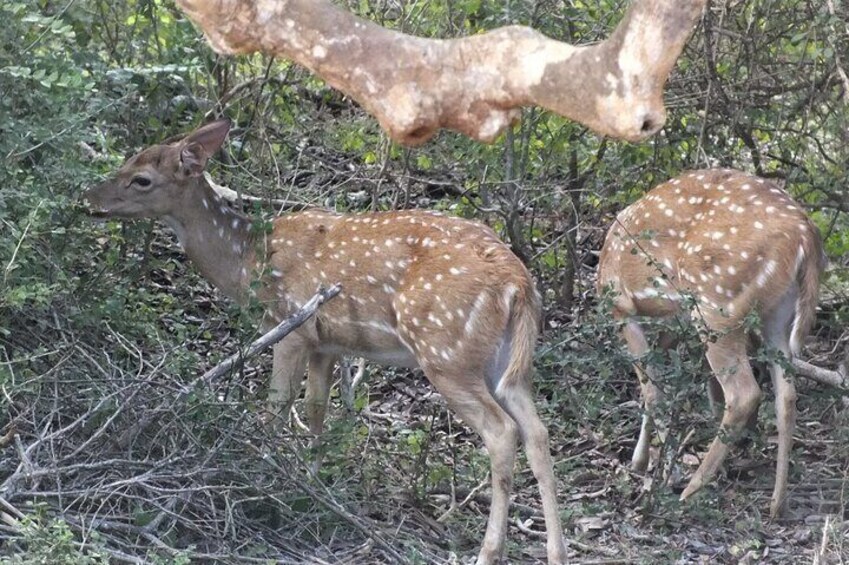 Yala - National Park