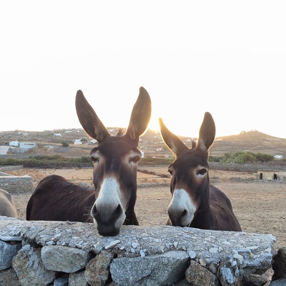 Picture 4 for Activity Mykonos: Full-Day Sightseeing Tour with Lunch