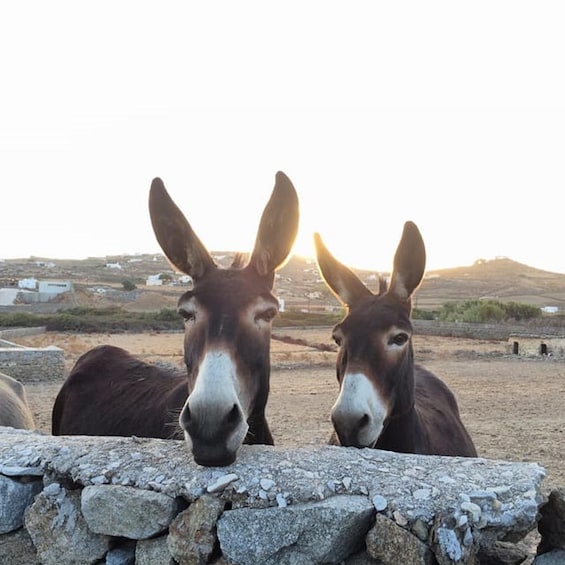 Picture 7 for Activity Mykonos: Full-Day Sightseeing Tour with Lunch