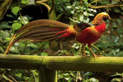 Affenland, Vögel von Eden, Jukani - Tierschutzgebiete