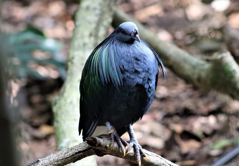 Picture 1 for Activity Monkeyland, Birds of Eden, Jukani - Animal Sanctuaries