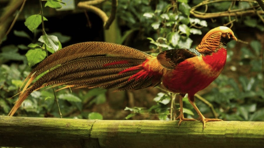 Monkeyland, Birds of Eden, Jukani - Animal Sanctuaries