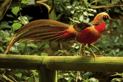 Monkeyland, Birds of Eden, Jukani - Animal Sanctuaries