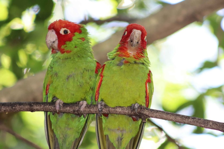 Picture 3 for Activity Monkeyland, Birds of Eden, Jukani - Animal Sanctuaries