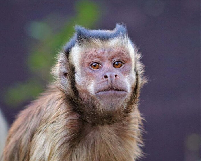 Picture 7 for Activity Monkeyland, Birds of Eden, Jukani - Animal Sanctuaries