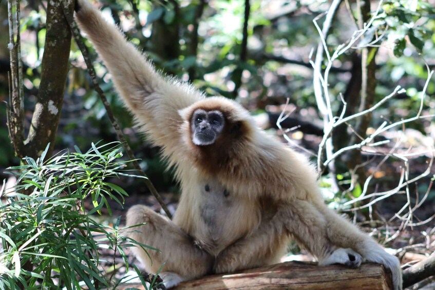 Picture 9 for Activity Monkeyland, Birds of Eden, Jukani - Animal Sanctuaries