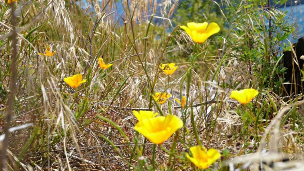 Picture 4 for Activity From Wanaka: Ruby Island 1-Hour Cruise and Photo Walk