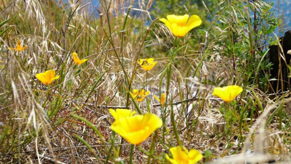 Picture 4 for Activity From Wanaka: Ruby Island 1-Hour Cruise and Photo Walk