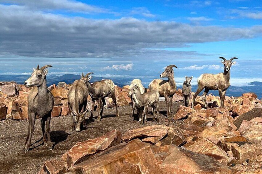 Pikes Peak Jeep Tour