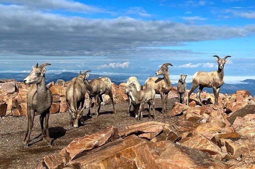 Pikes Peak Jeep Tour