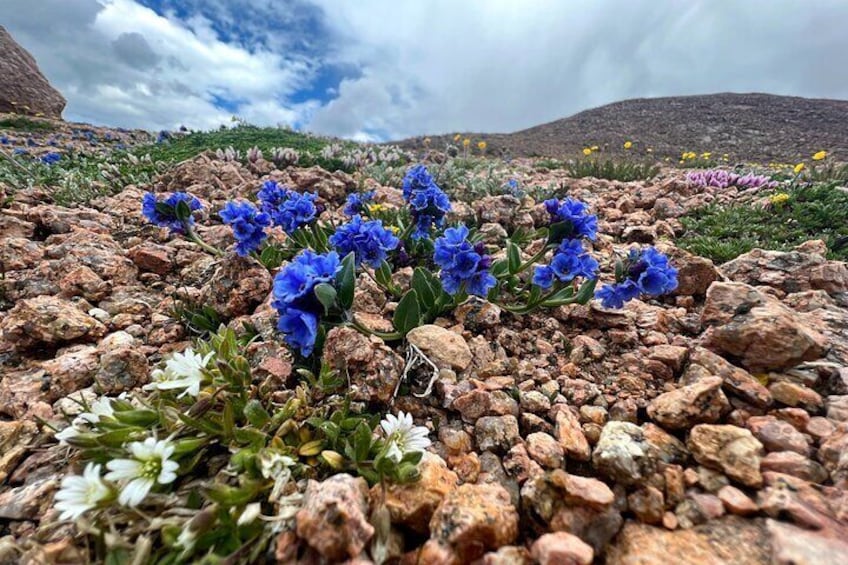 Pikes Peak Jeep Tour