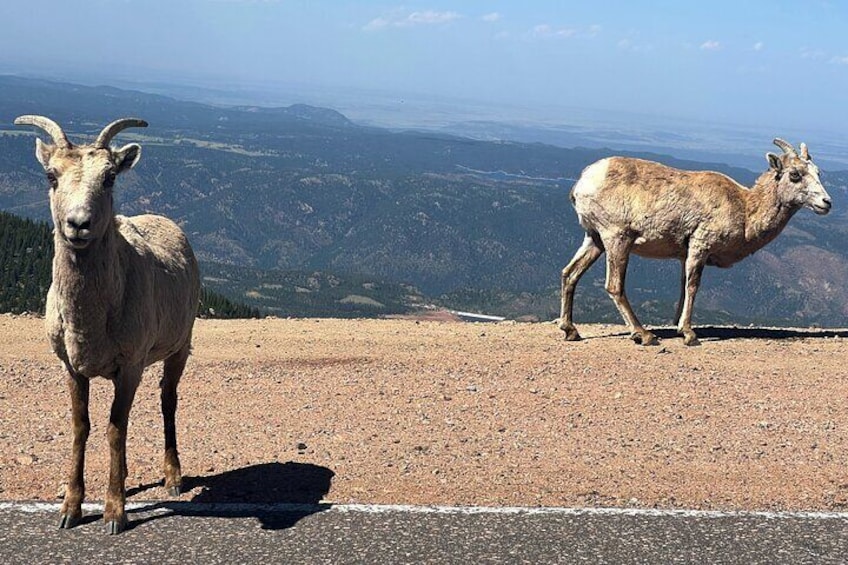 Pikes Peak Jeep Tour