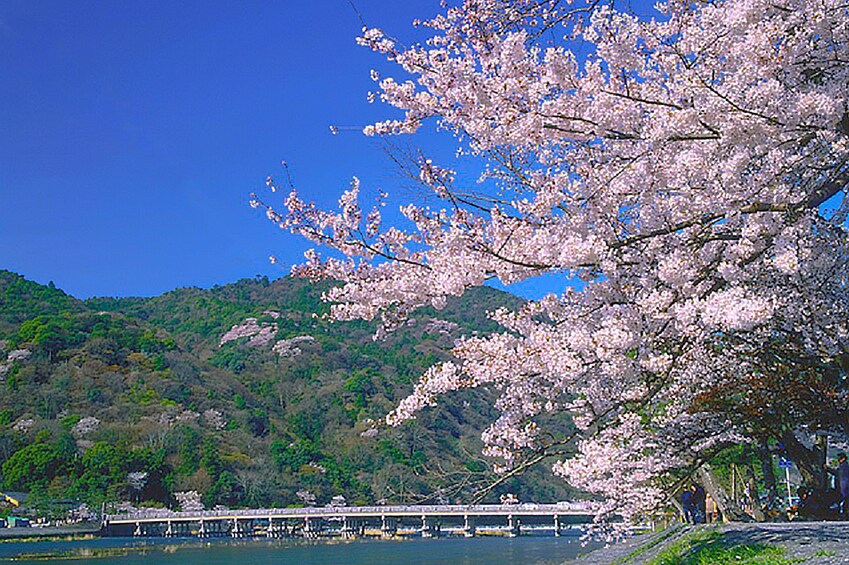 Full-Day Bus Tour to Arashiyama, Kyoto & Nara w/ Halal Lunch