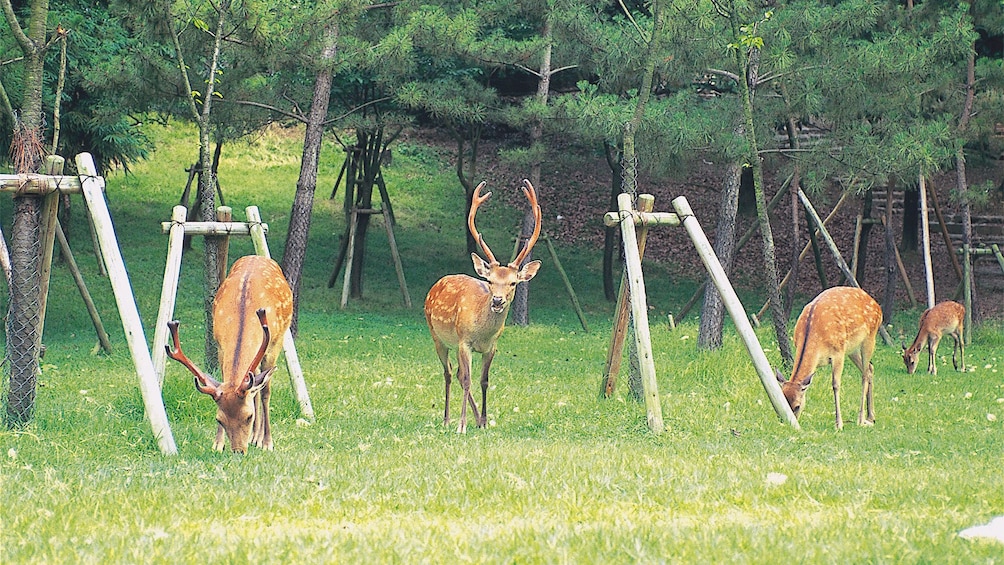 Deer in Nara, Japan