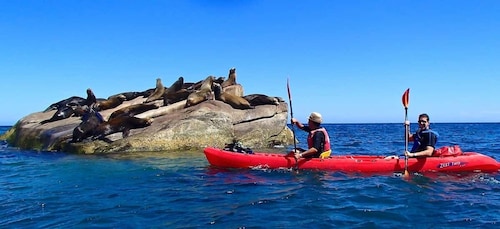 Depuis Cabo : Parc marin de Cabo Pulmo : plongée en apnée et kayak