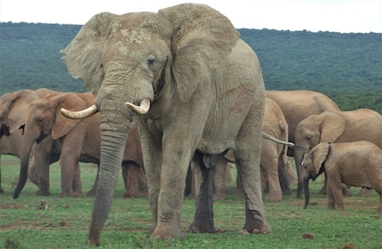 Parco Nazionale di Addo: Tour Safari di un giorno intero