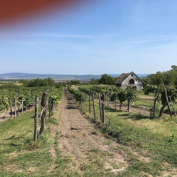 Picture 5 for Activity From Budapest: Etyek Half-Day Wine Tour