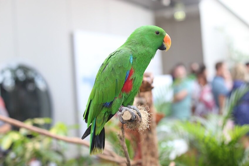 Green macaw at The Green Planet in Dubai