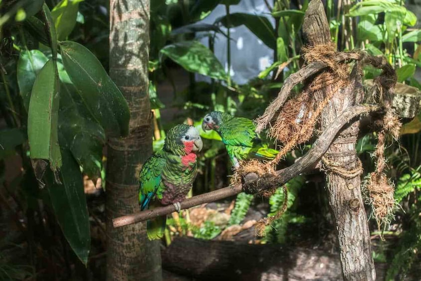 Pair of green macaws at The Green Planet in Dubai