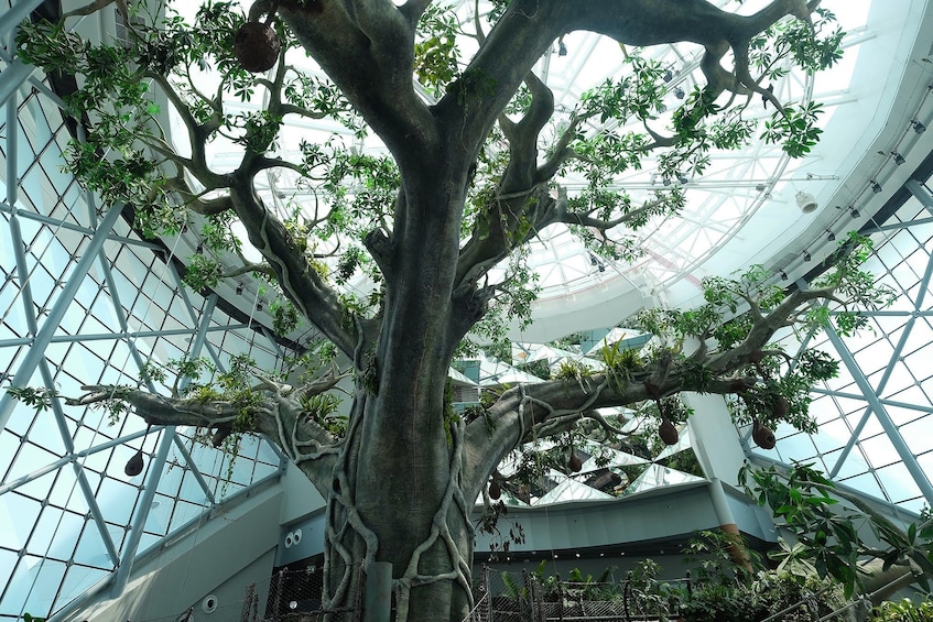 Large tree at The Green Planet in Dubai