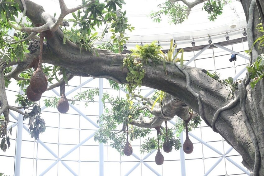 Bird nests hanging from a tree at The Green Planet in Dubai