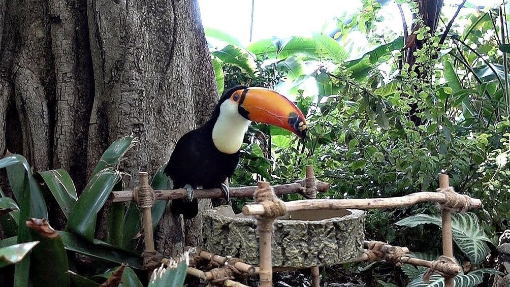 Toucan at The Green Planet in Dubai