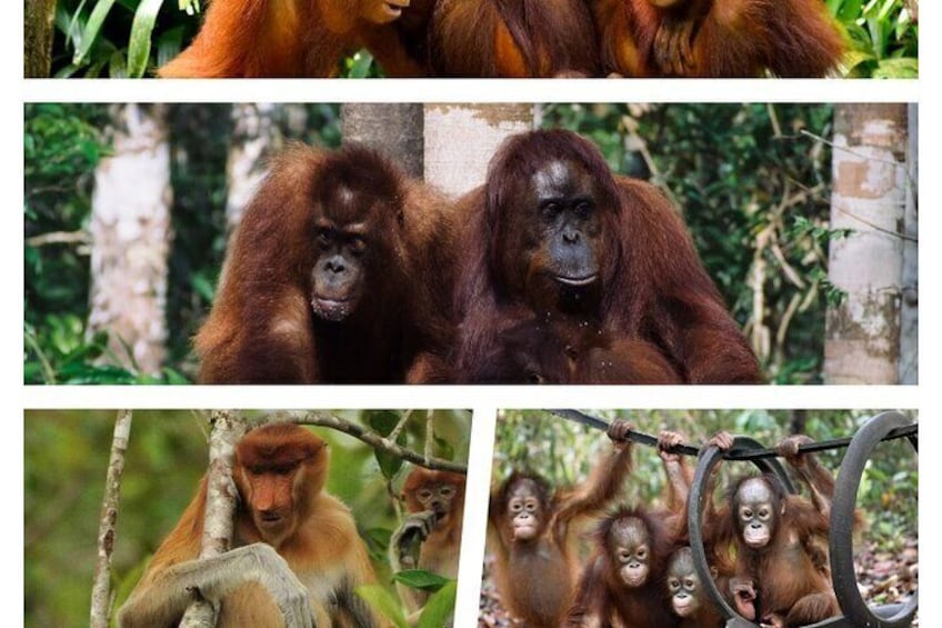 Orangutan Tour Tanjung Puting 3D2N