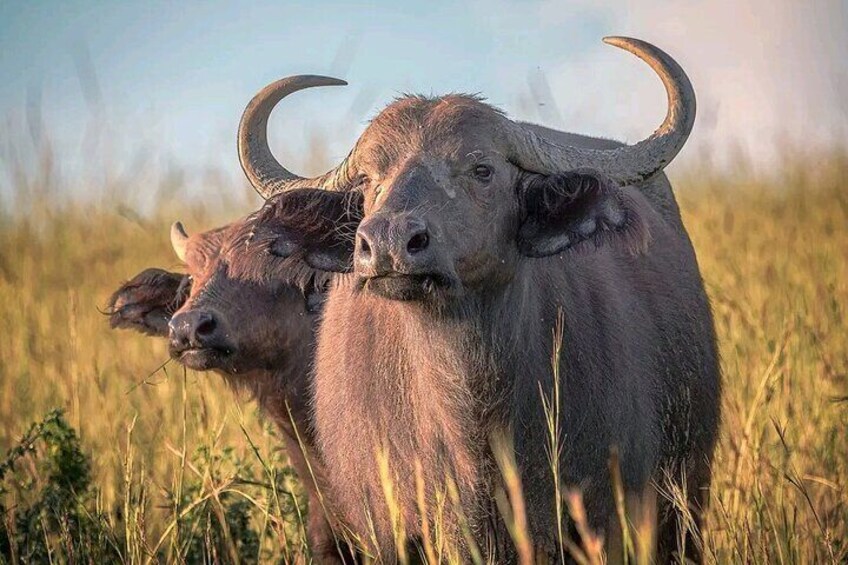 Cape Buffaloes