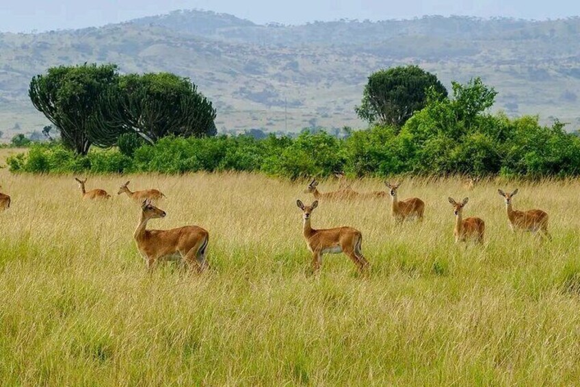 3 Day Murchison Falls and Wildlife viewing Safari