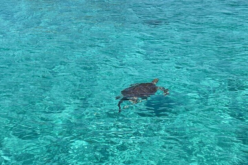 Private 40-Foot Adventure to Rose Island: Snorkel, Swim and Sip