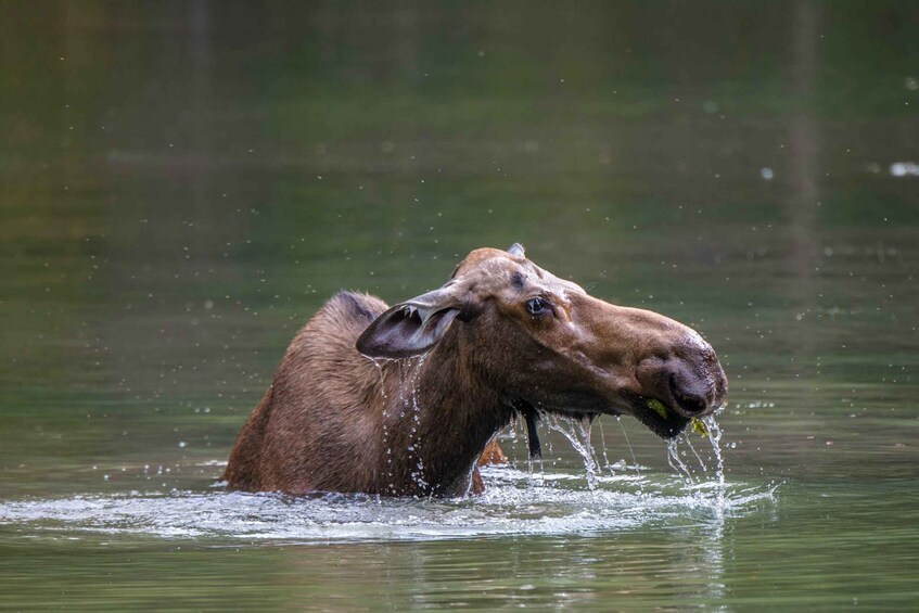 Picture 15 for Activity Jasper: Wildlife and Waterfalls Tour with Maligne Cruise