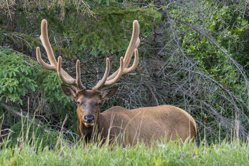 Picture 9 for Activity Jasper: Wildlife and Waterfalls Tour with Maligne Cruise