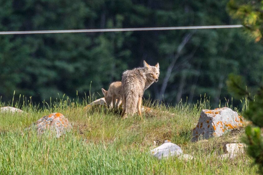 Picture 20 for Activity Jasper: Wildlife and Waterfalls Tour with Maligne Cruise