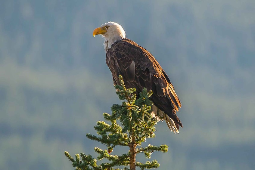 Picture 8 for Activity Jasper: Wildlife and Waterfalls Tour with Maligne Cruise