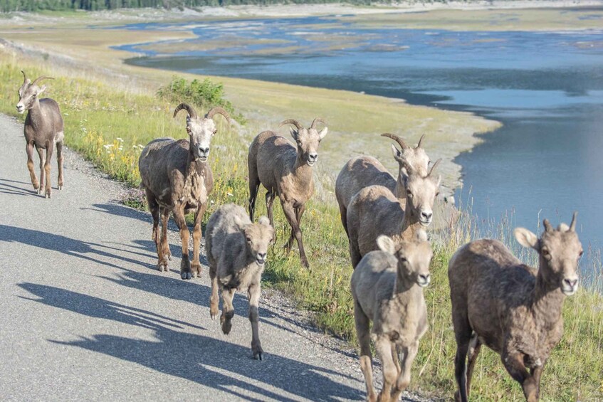 Picture 18 for Activity Jasper: Wildlife and Waterfalls Tour with Maligne Cruise