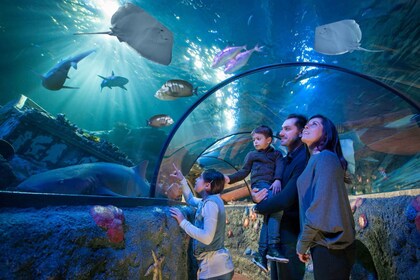 Gardaland SEA LIFE Aquarium: Inngangsbillett på åpen dato