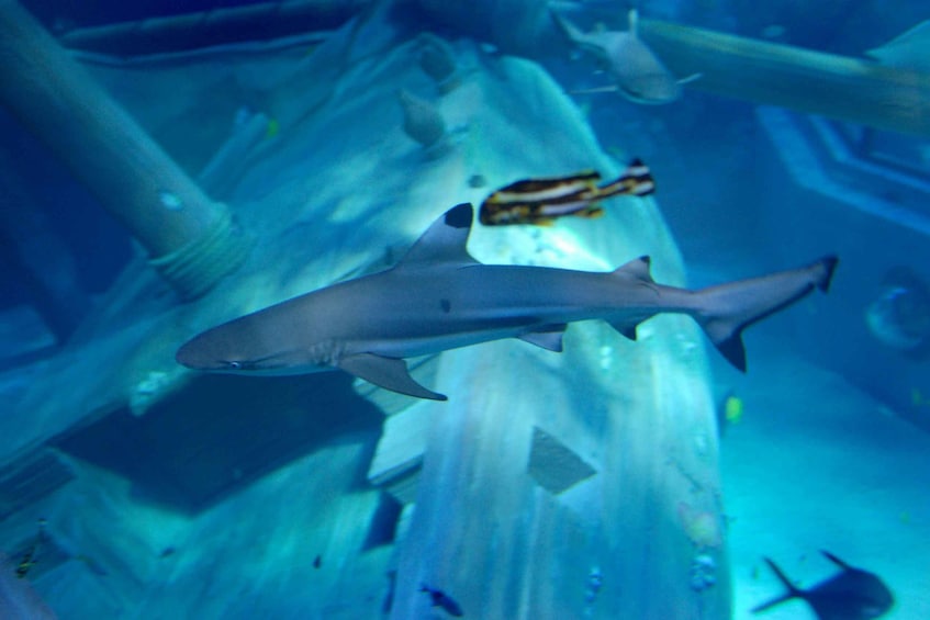 Picture 4 for Activity Gardaland SEA LIFE Aquarium: Open Date Entry Ticket