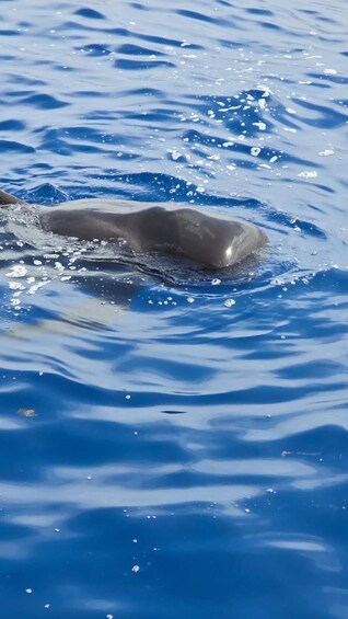 Picture 5 for Activity Los Cristianos: Observation with respect for whale & dolphin